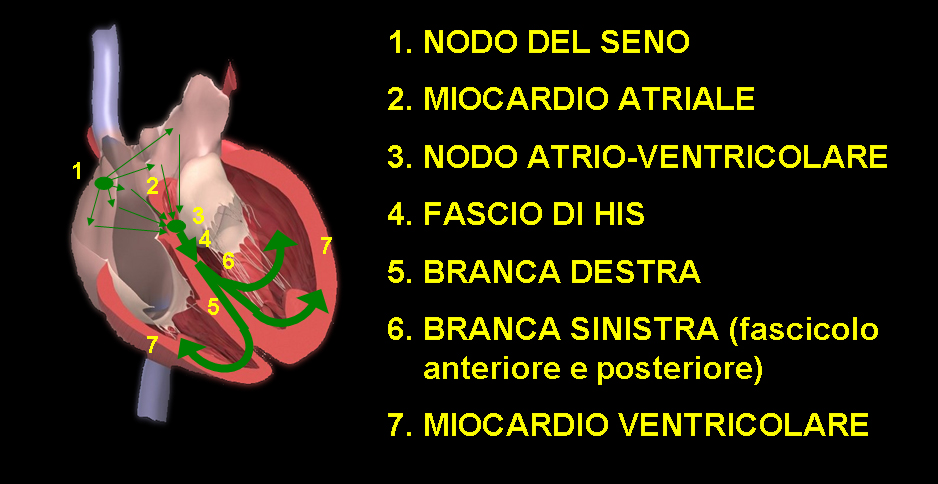 Le aritmie :: CARDIOLATINA